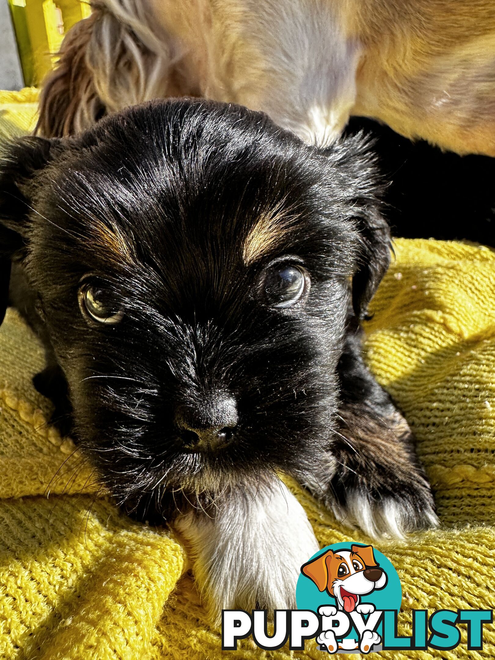 Maltese x Shihtzu