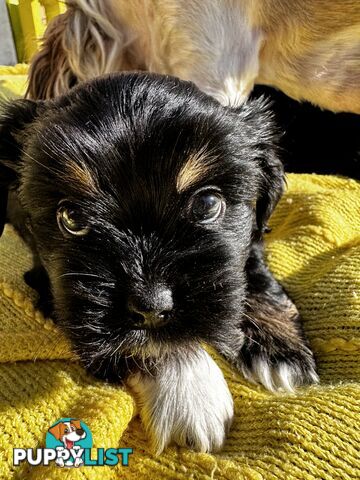 Maltese x Shihtzu