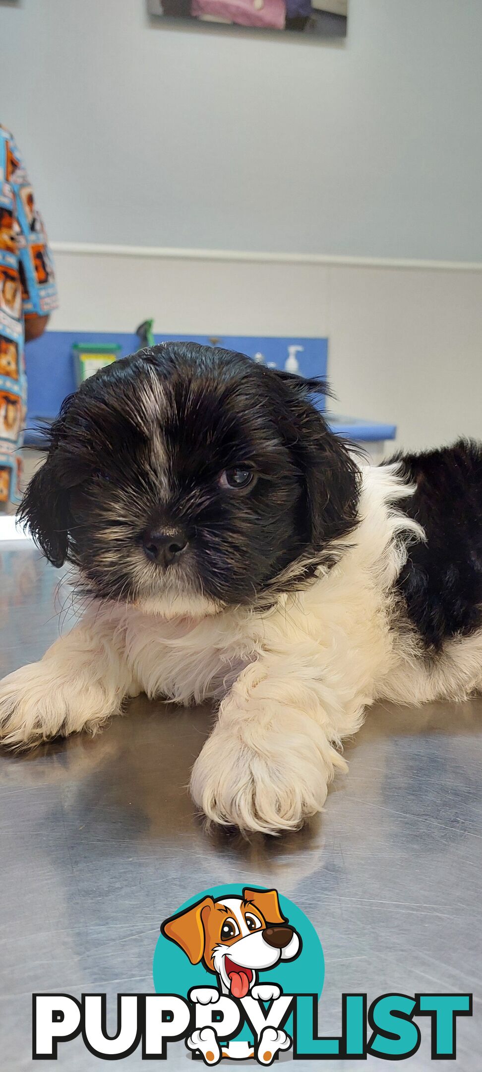 Maltese x Shihtzu