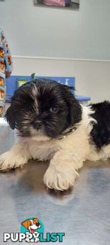 Maltese x Shihtzu