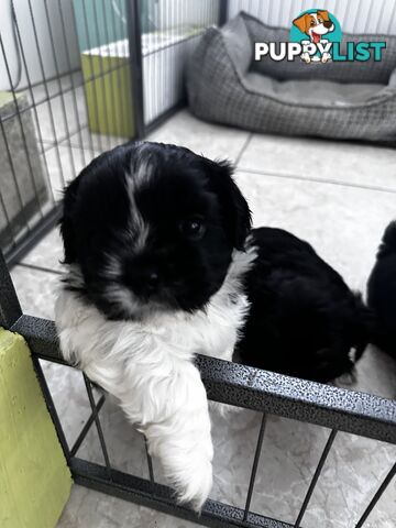 Maltese x Shihtzu