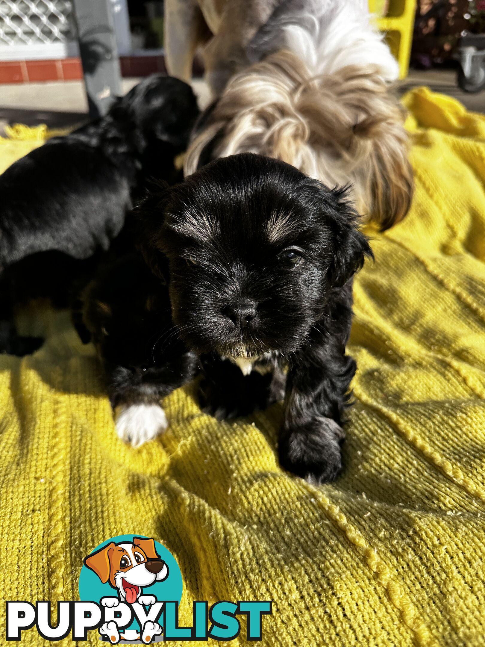 Maltese x Shihtzu