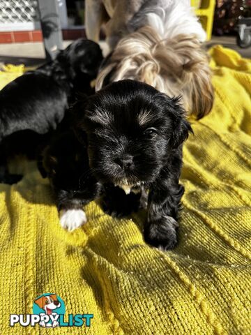 Maltese x Shihtzu