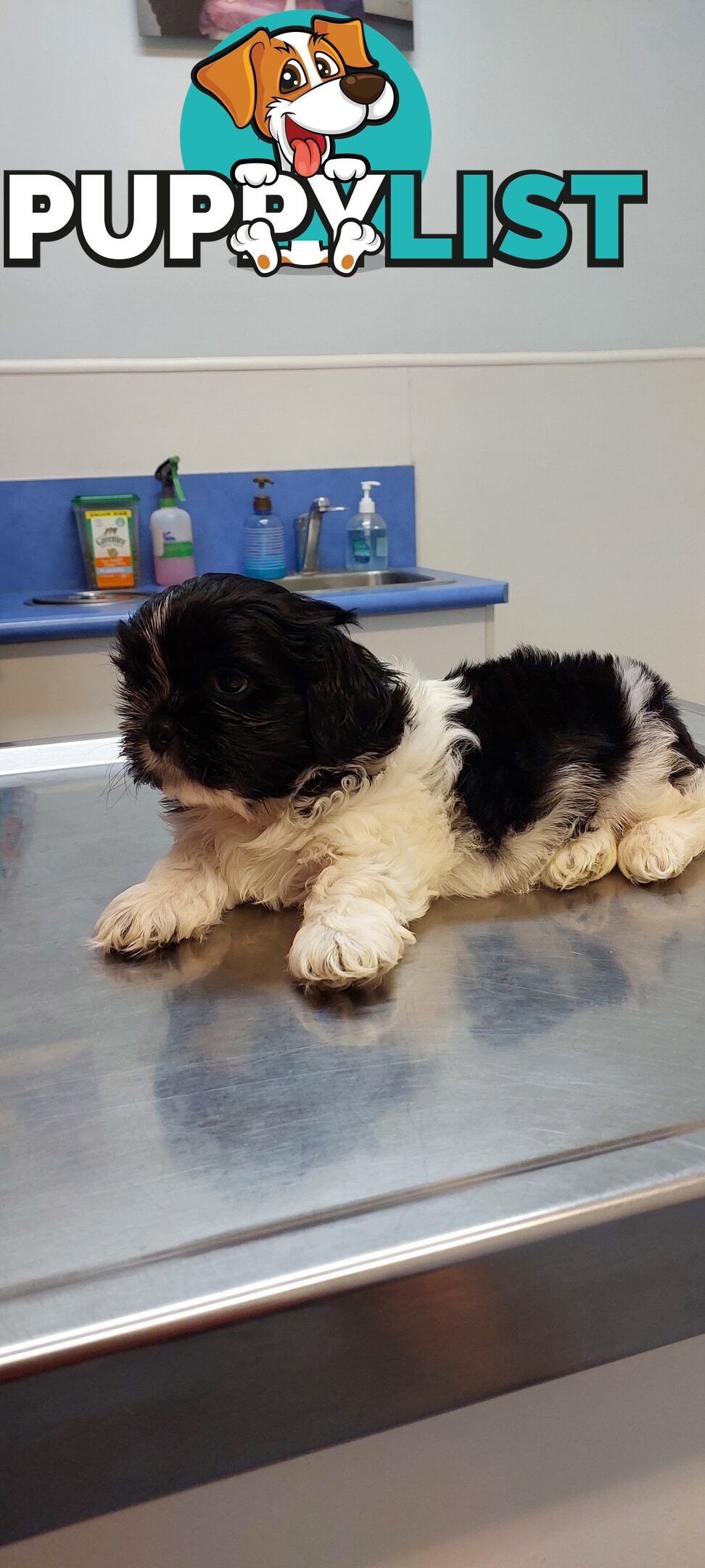 Maltese x Shihtzu