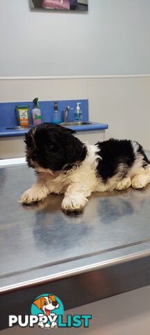 Maltese x Shihtzu