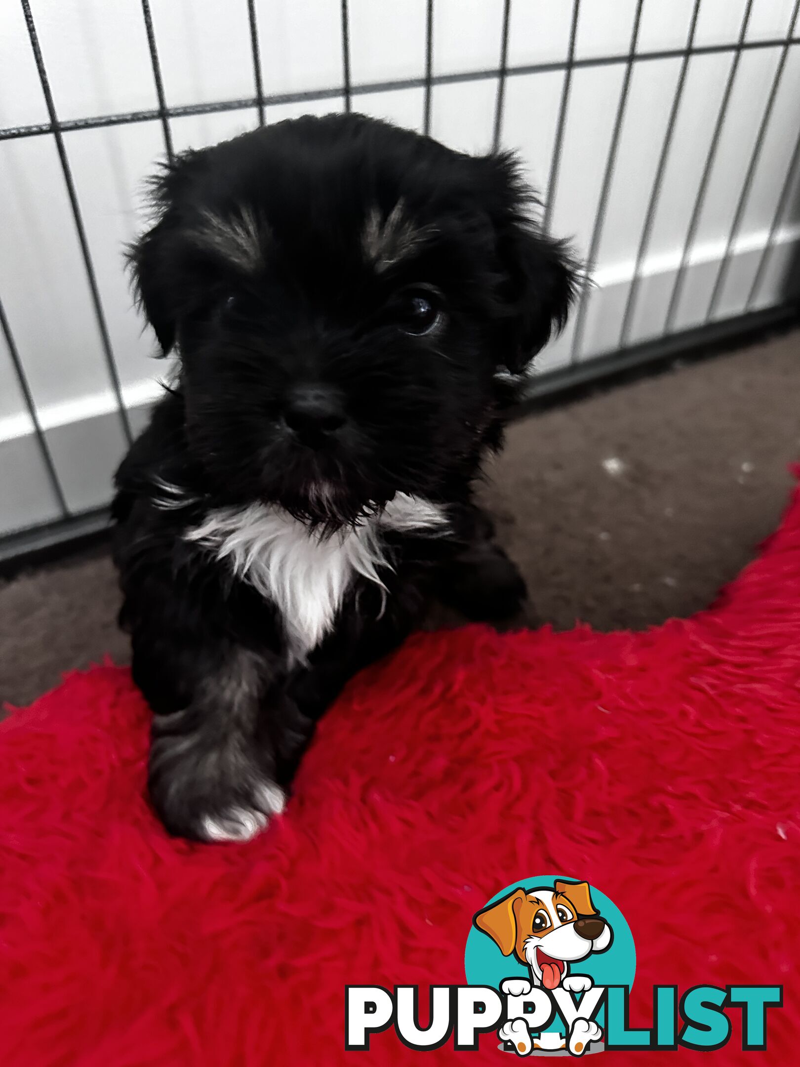 Maltese x Shihtzu