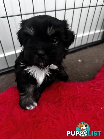 Maltese x Shihtzu