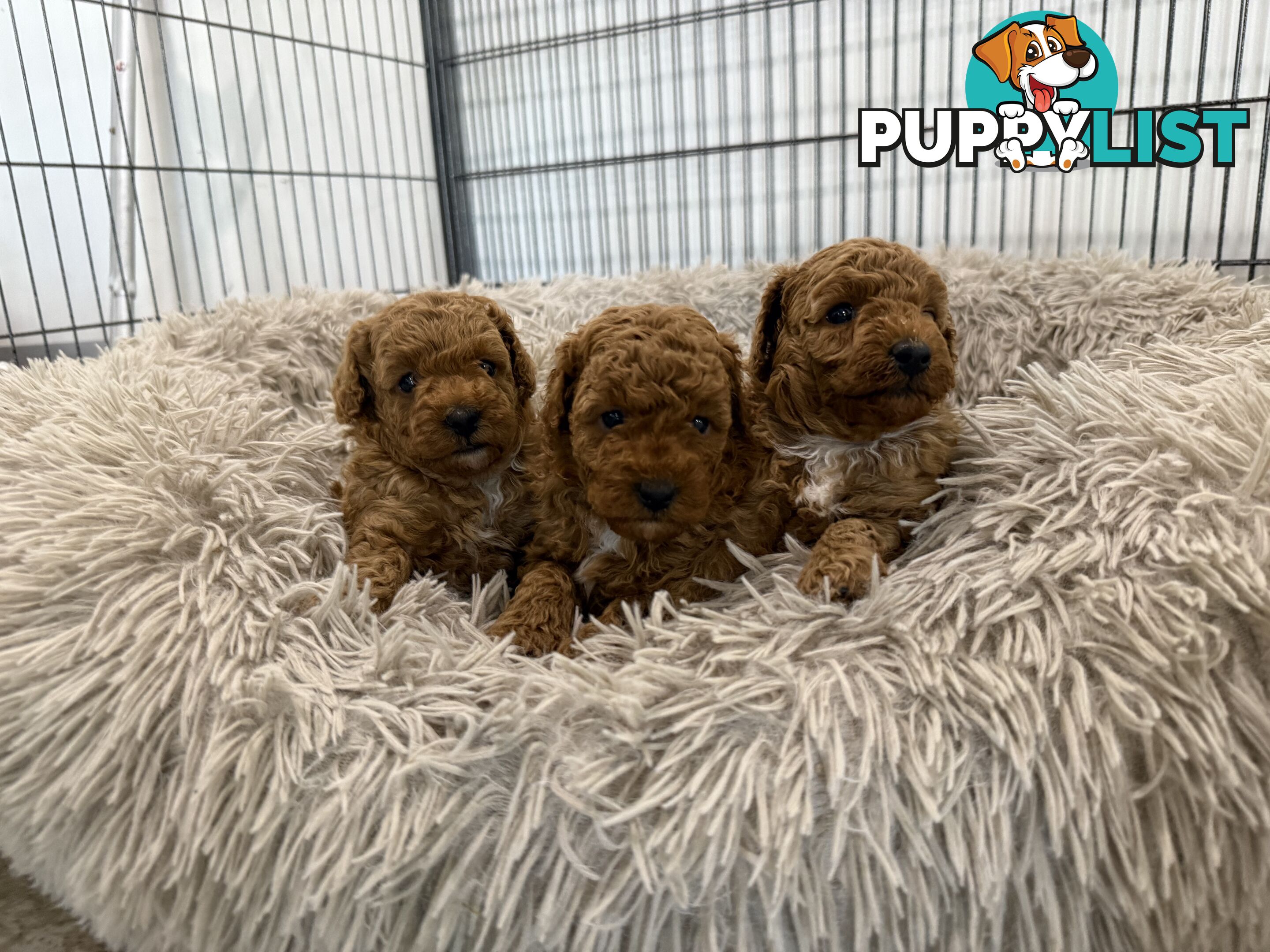 Cavoodle pups