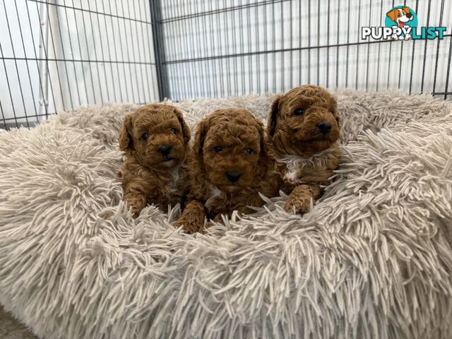 Cavoodle pups