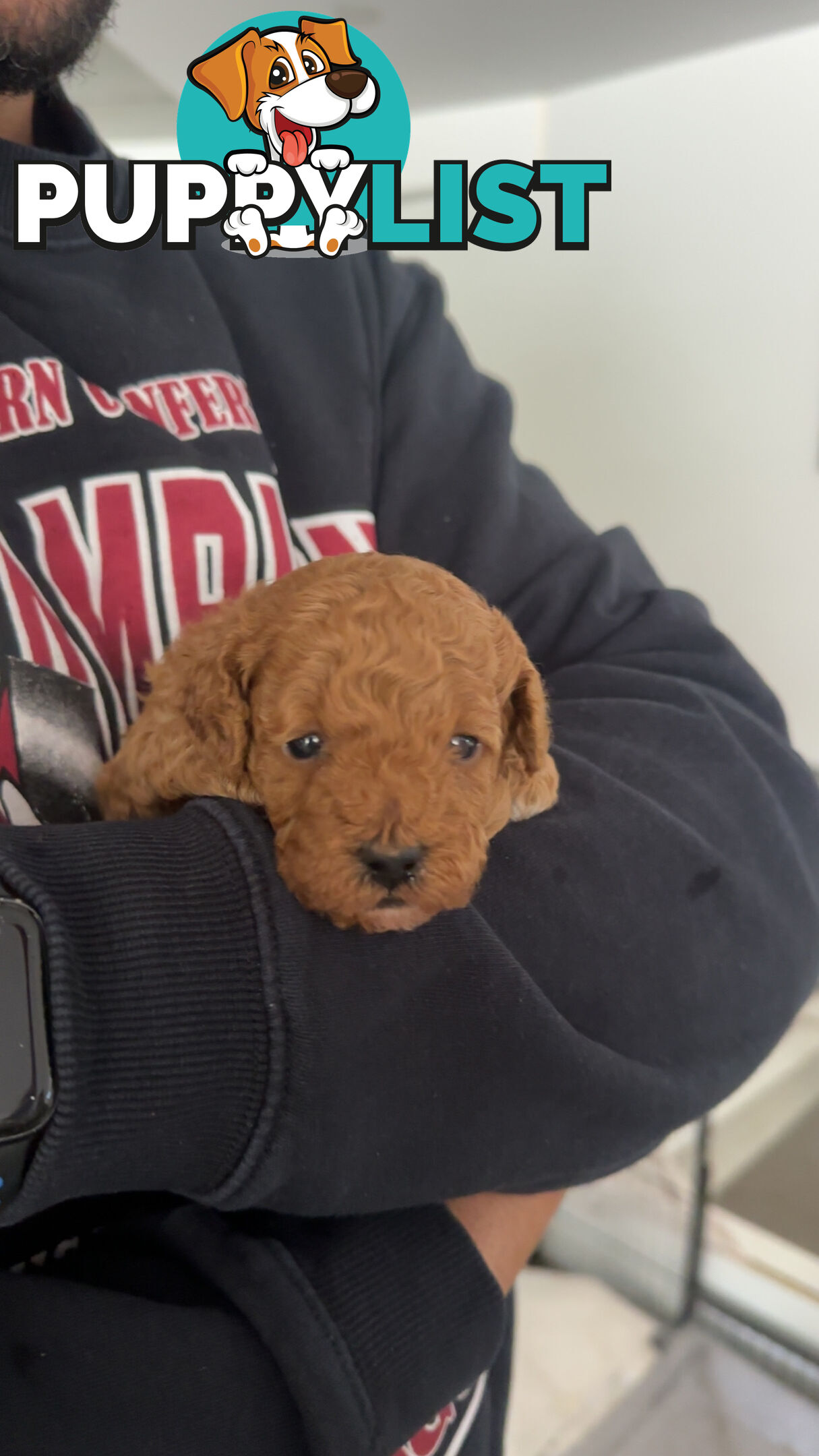 Cavoodle pups