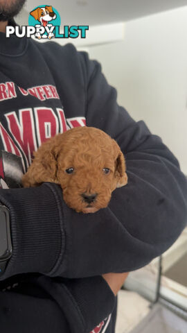 Cavoodle pups