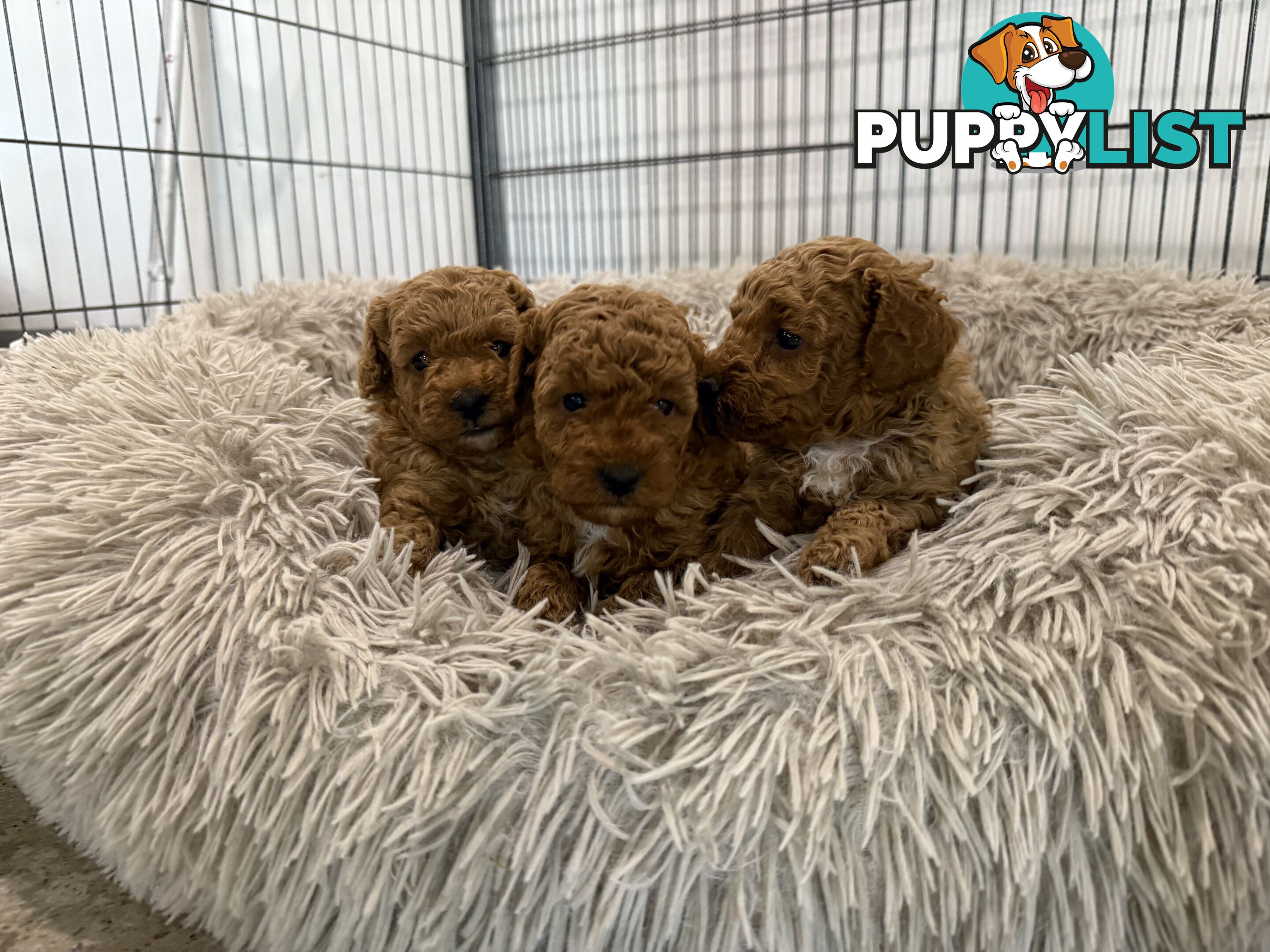 Cavoodle pups