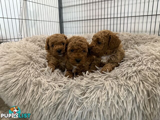 Cavoodle pups