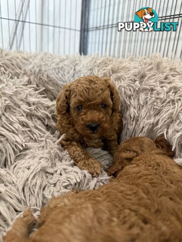 Cavoodle pups