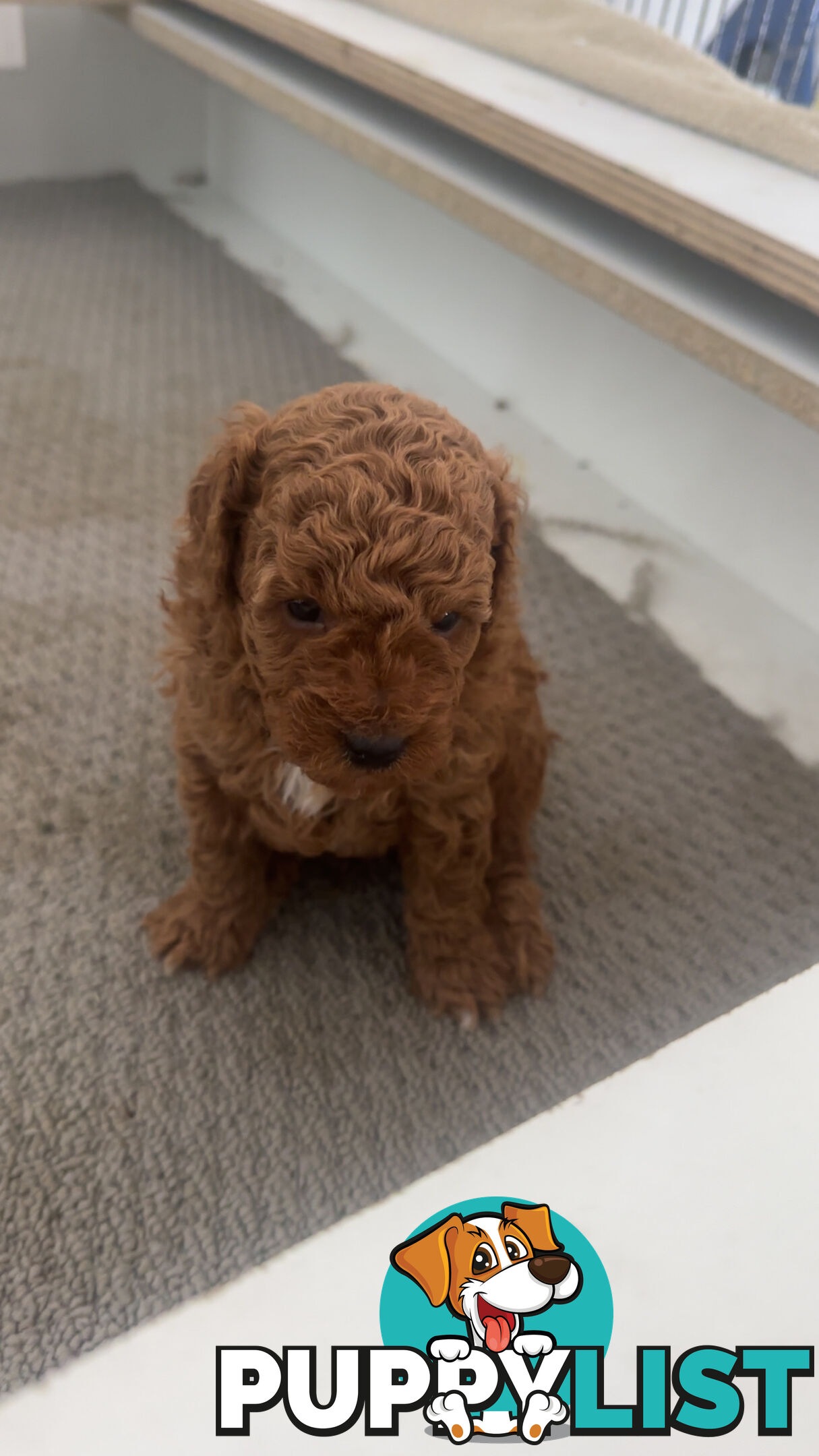 Cavoodle pups