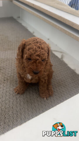 Cavoodle pups