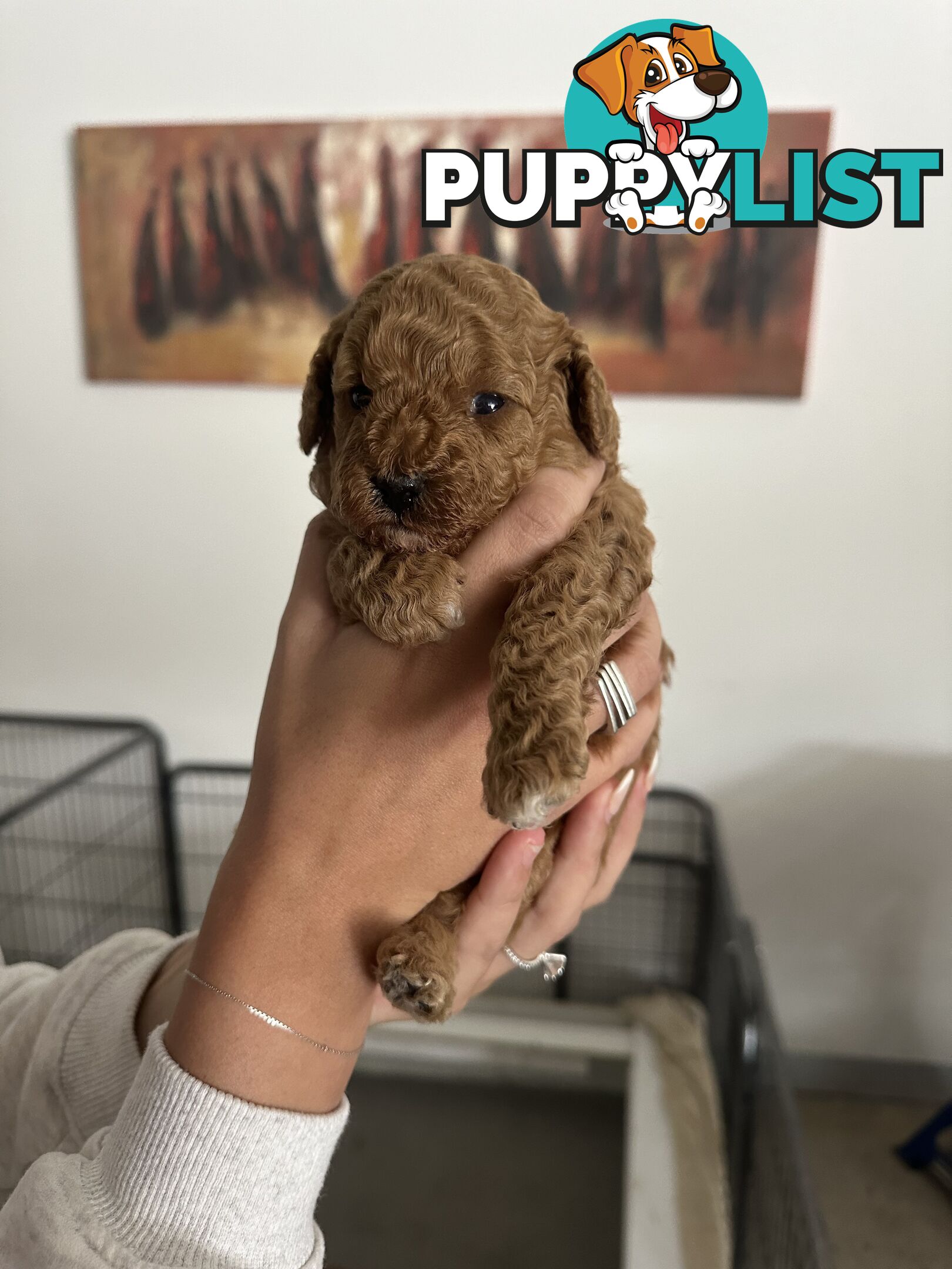 Cavoodle pups