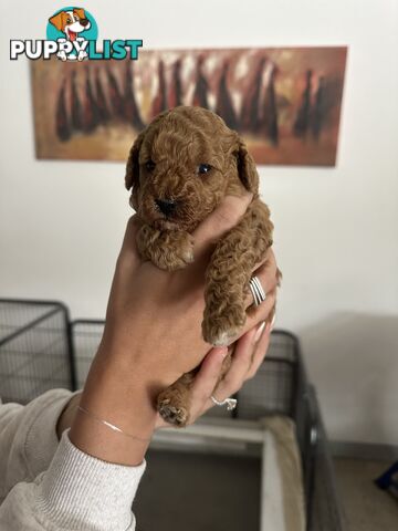 Cavoodle pups