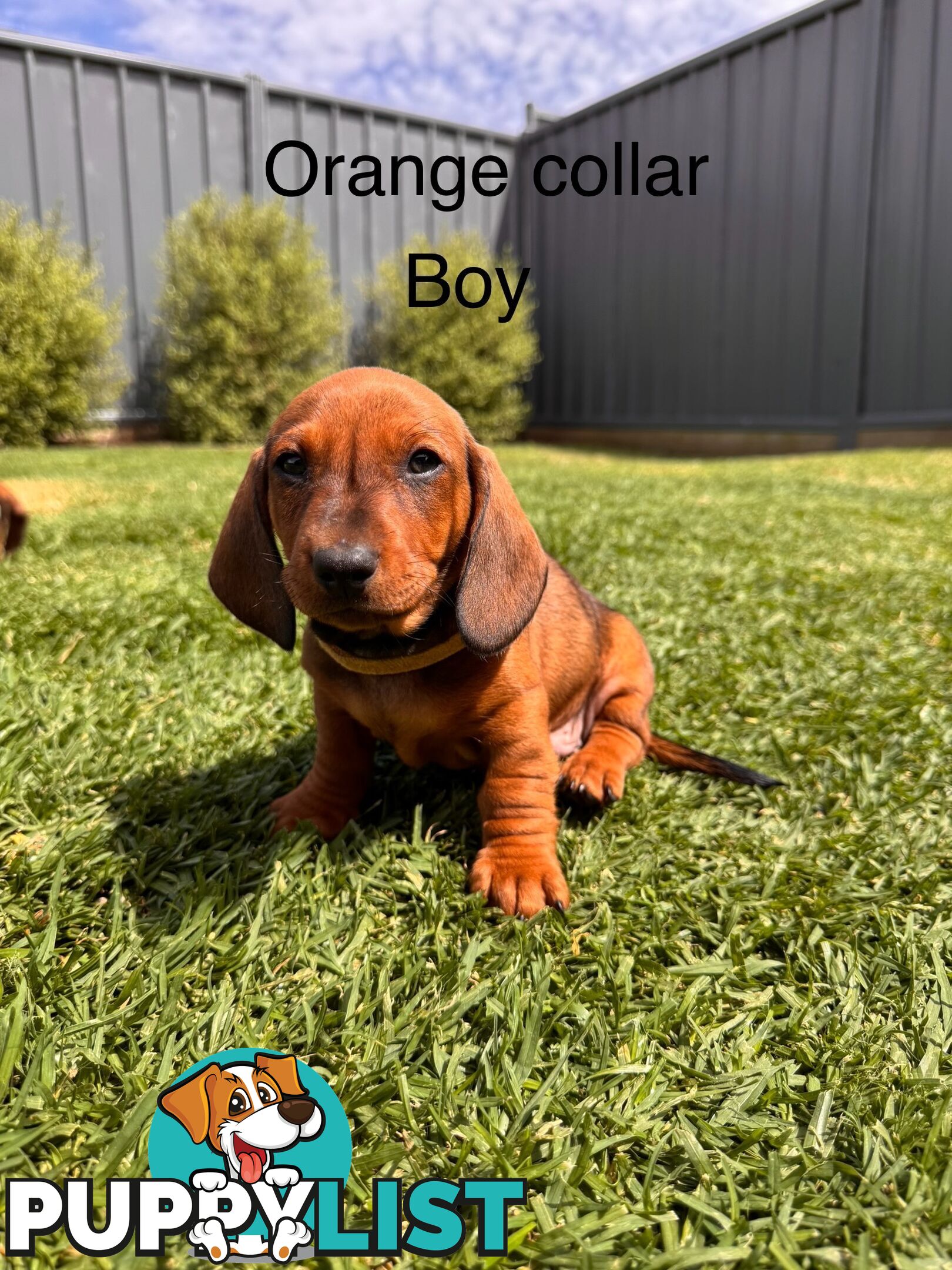 Miniature Dachshund Puppy’s