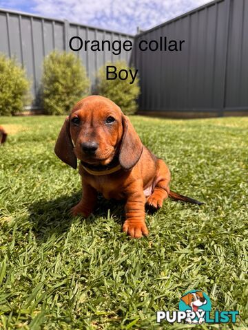 Miniature Dachshund Puppy’s