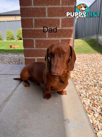 Miniature Dachshund Puppy’s