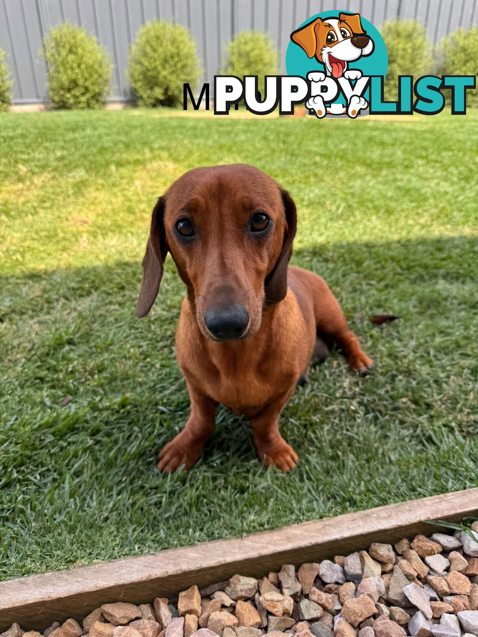 Miniature Dachshund Puppy’s