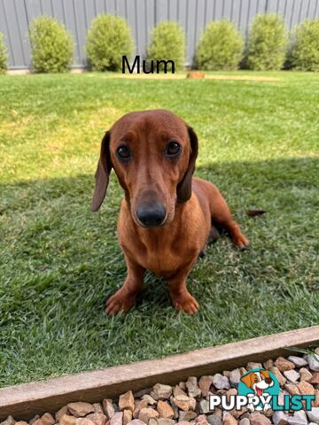 Miniature Dachshund Puppy’s