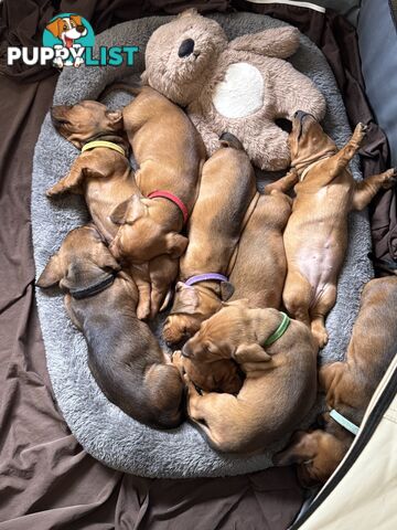 Miniature Dachshund Puppy’s