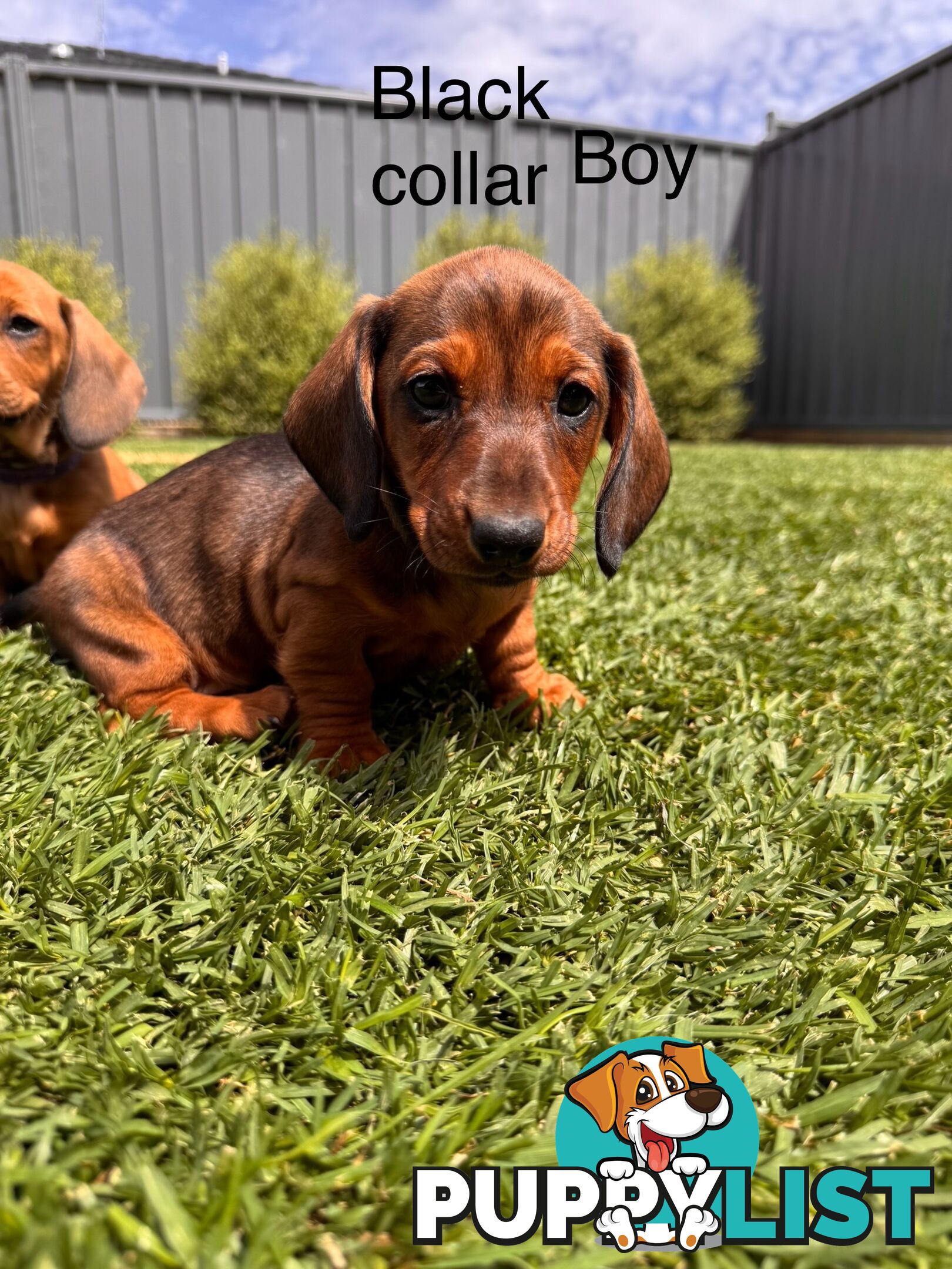 Miniature Dachshund Puppy’s