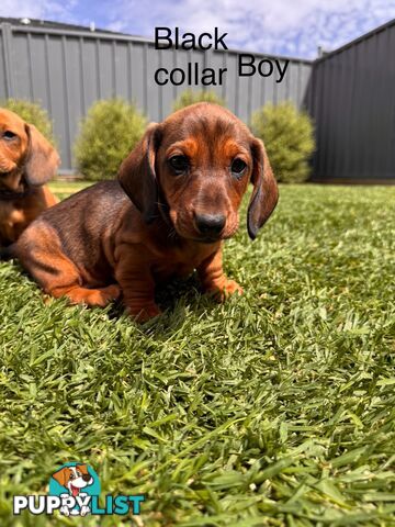 Miniature Dachshund Puppy’s