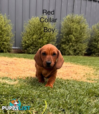 Miniature Dachshund Puppy’s