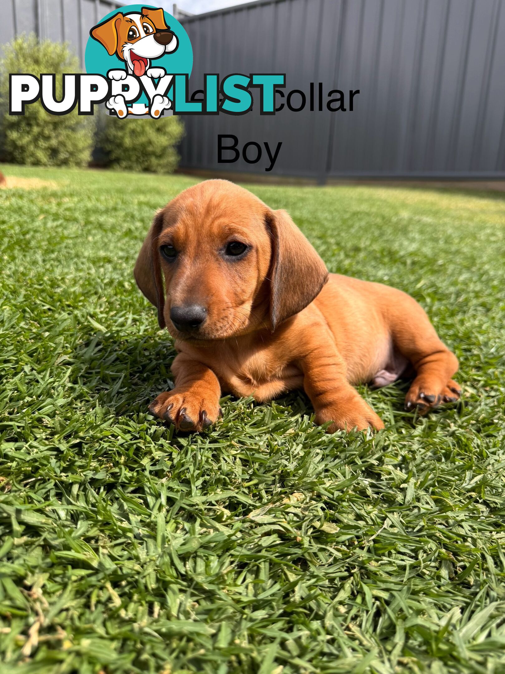 Miniature Dachshund Puppy’s