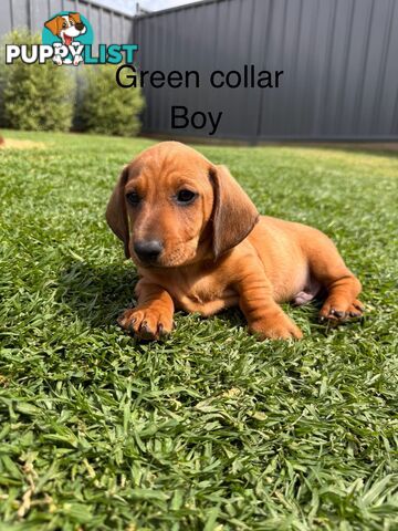 Miniature Dachshund Puppy’s