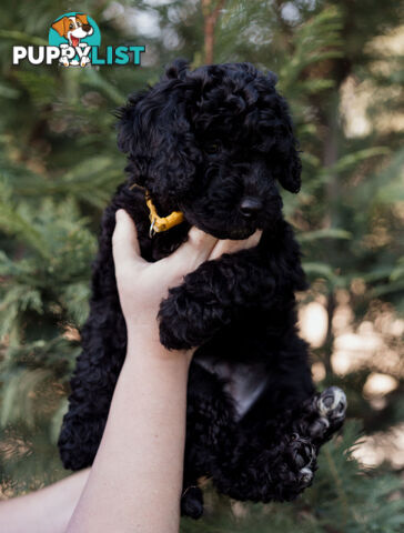 Mini Groodle puppies READY NOW in Perth