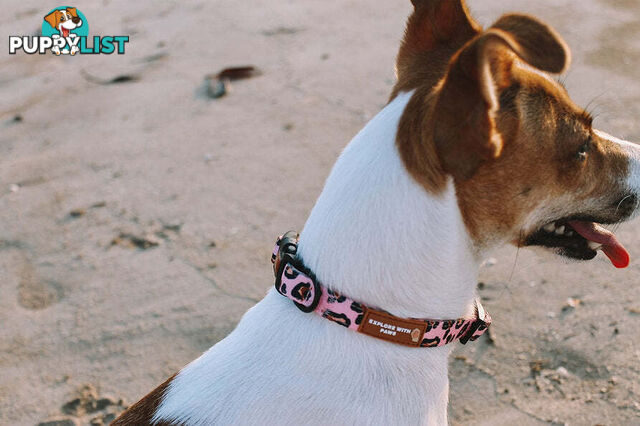 Designer Dog Collars by Explore with Paws - EWPCOLMTIGN