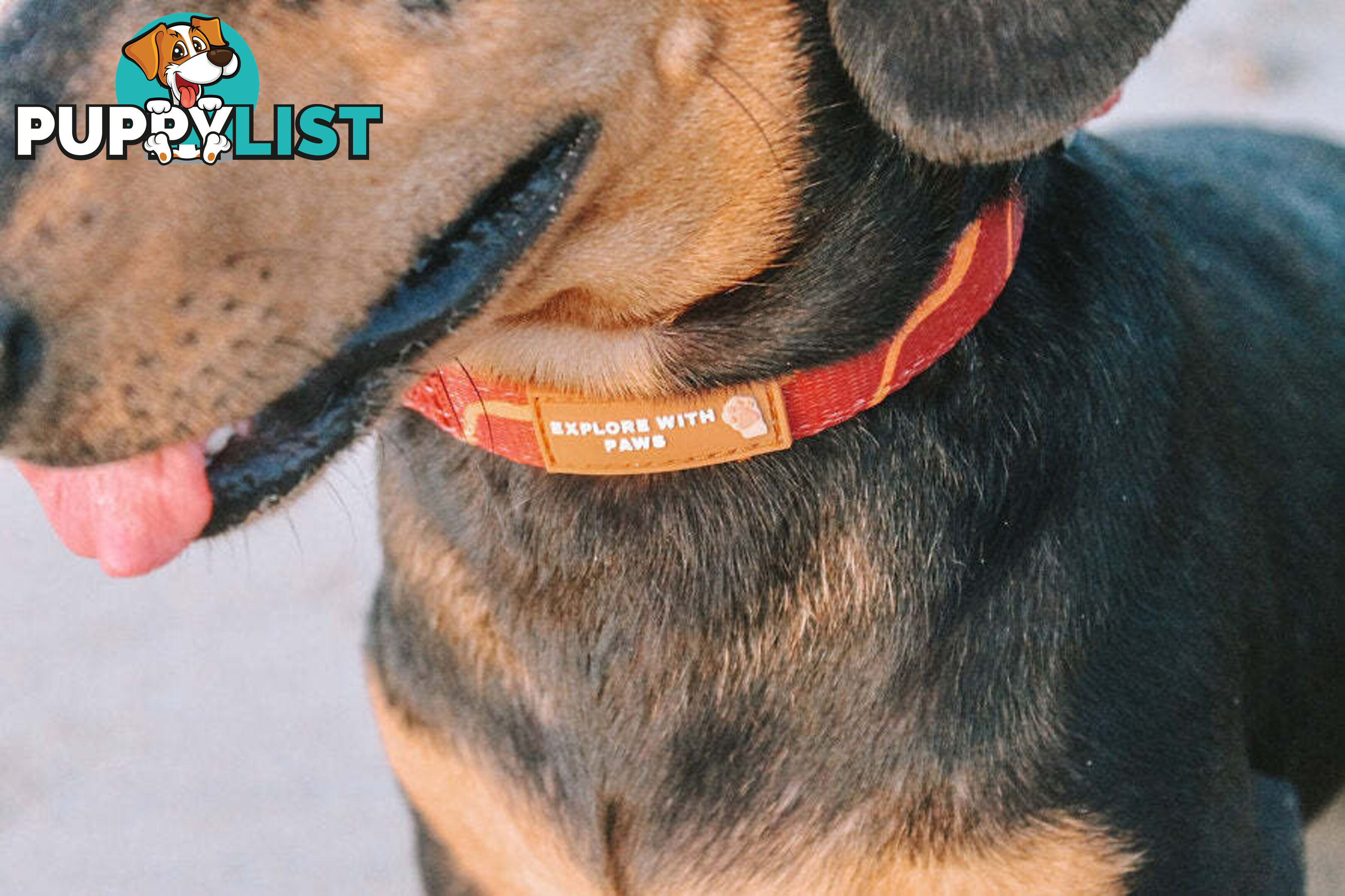 Designer Dog Collars by Explore with Paws - EWPCOLMTIGN