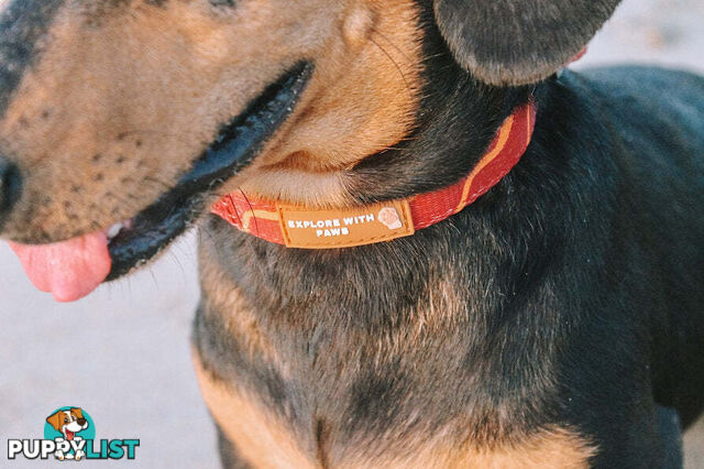 Designer Dog Collars by Explore with Paws - EWPCOLMTIGN