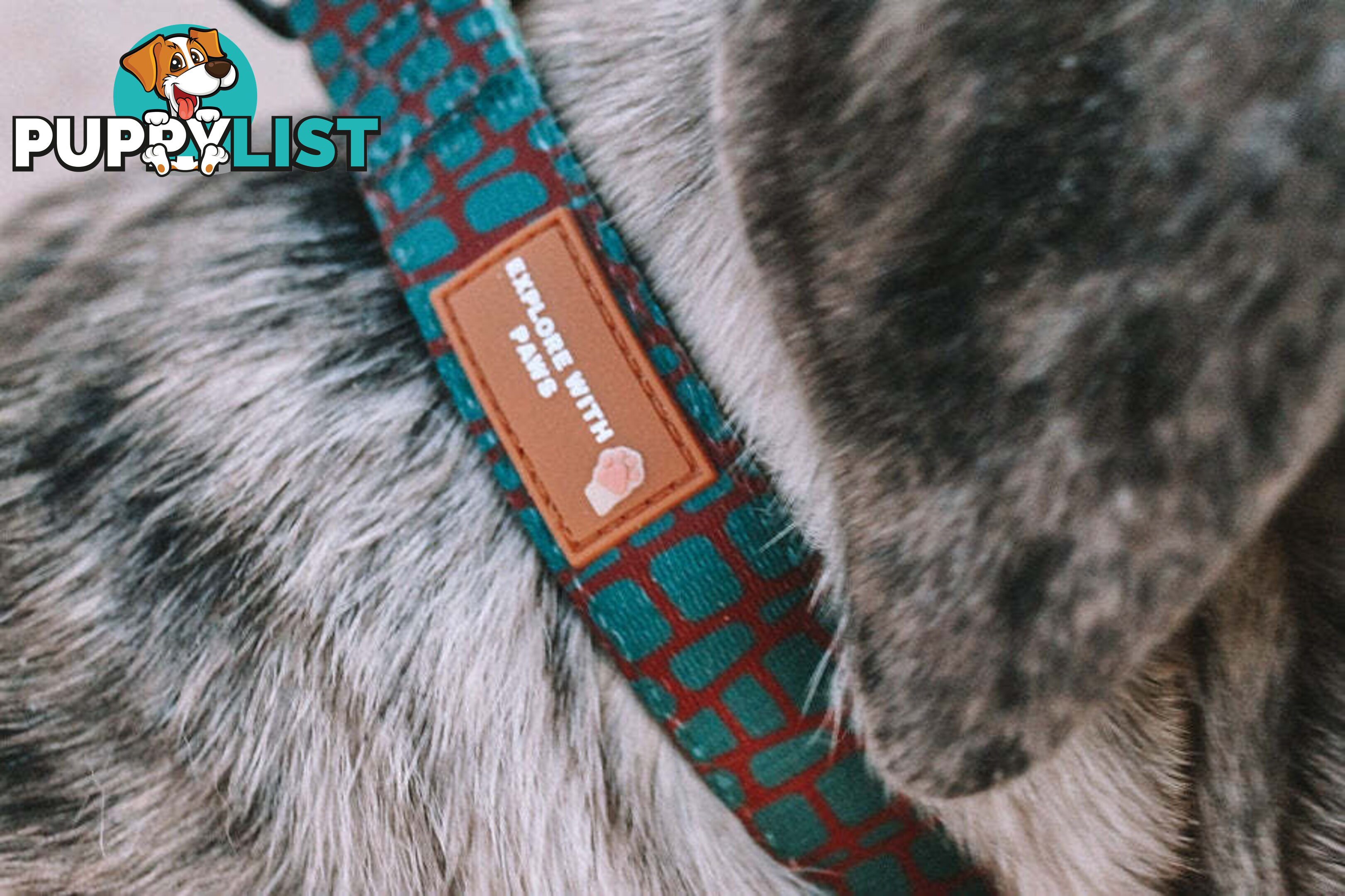 Designer Dog Collars by Explore with Paws - EWPCOLMTIGN