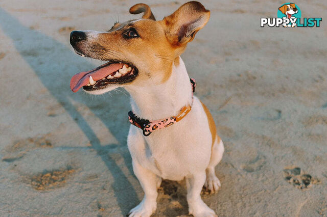 Designer Dog Collars by Explore with Paws - EWPCOLMTIGN