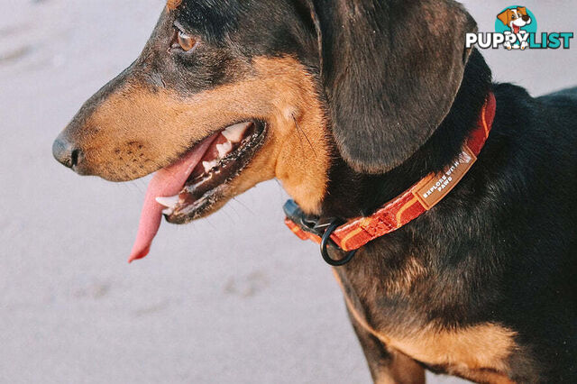 Designer Dog Collars by Explore with Paws - EWPCOLMTIGN
