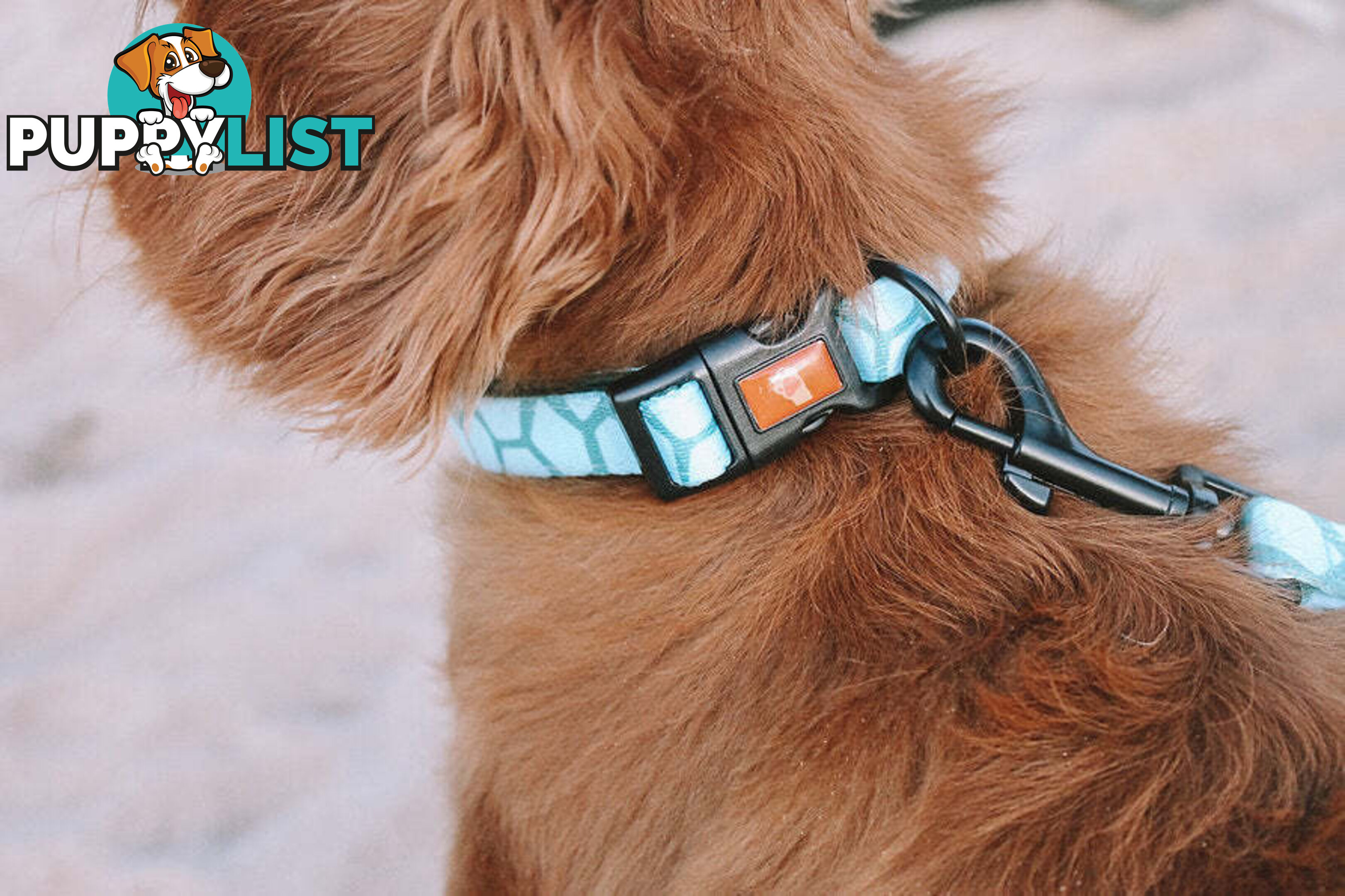 Designer Dog Collars by Explore with Paws - EWPCOLMTIGN