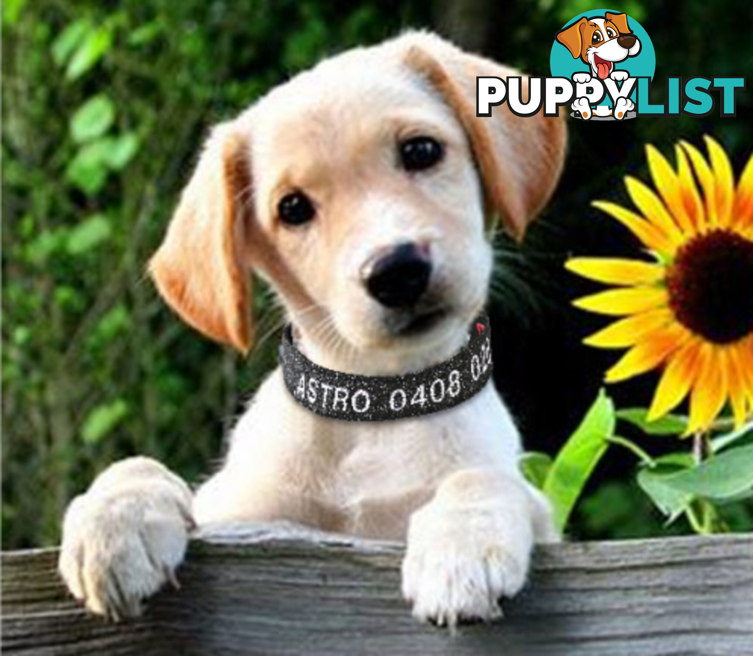 Doggie ID Collar - Bling Glitter Overlay Nylon Collar, Embroidered Personised Custom. - GC-DIC-BLING-XS-SLV