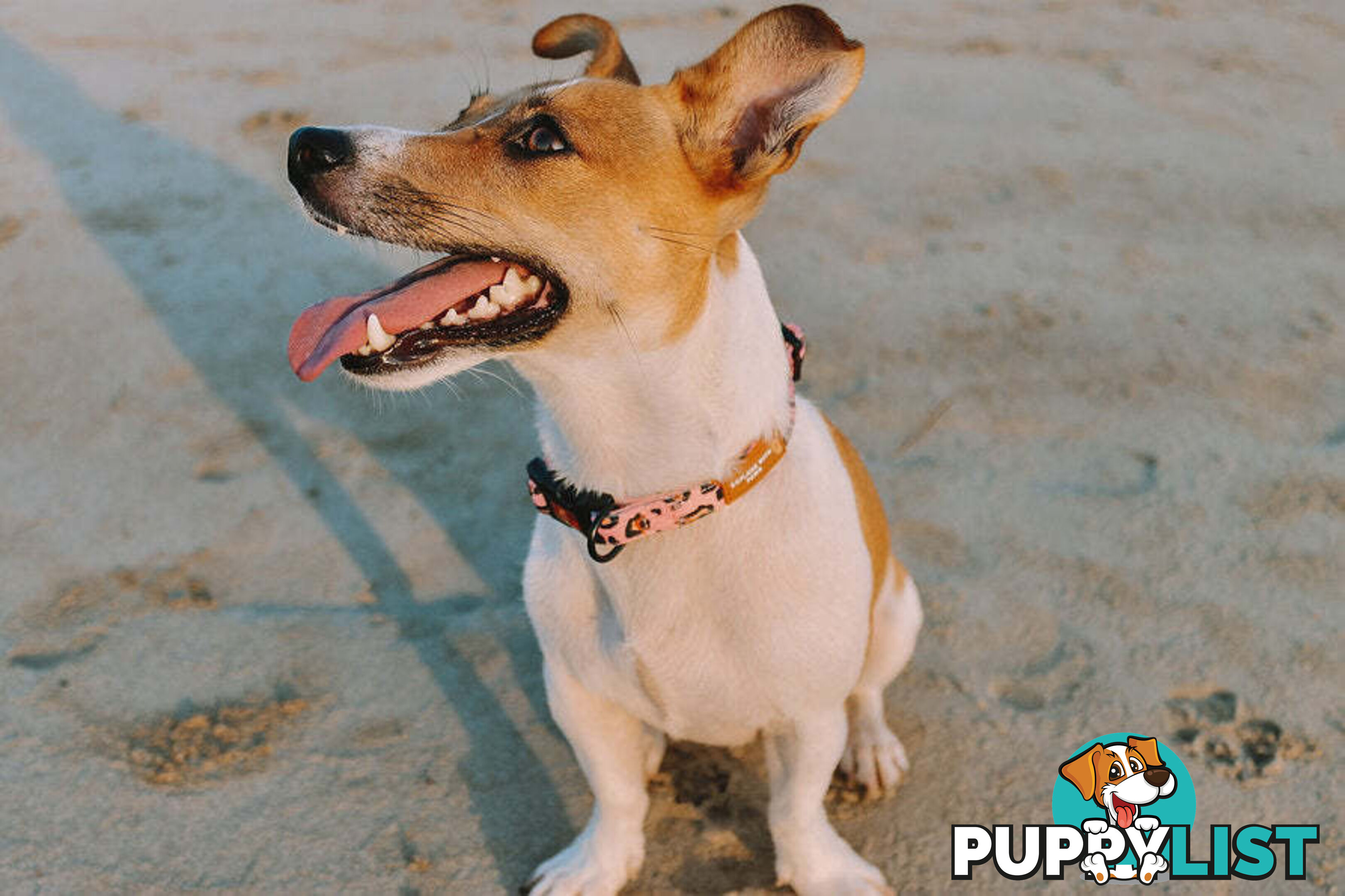 Designer Dog Collars by Explore with Paws - EWPCOLLCRON