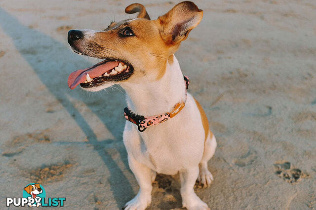 Designer Dog Collars by Explore with Paws - EWPCOLLCRON