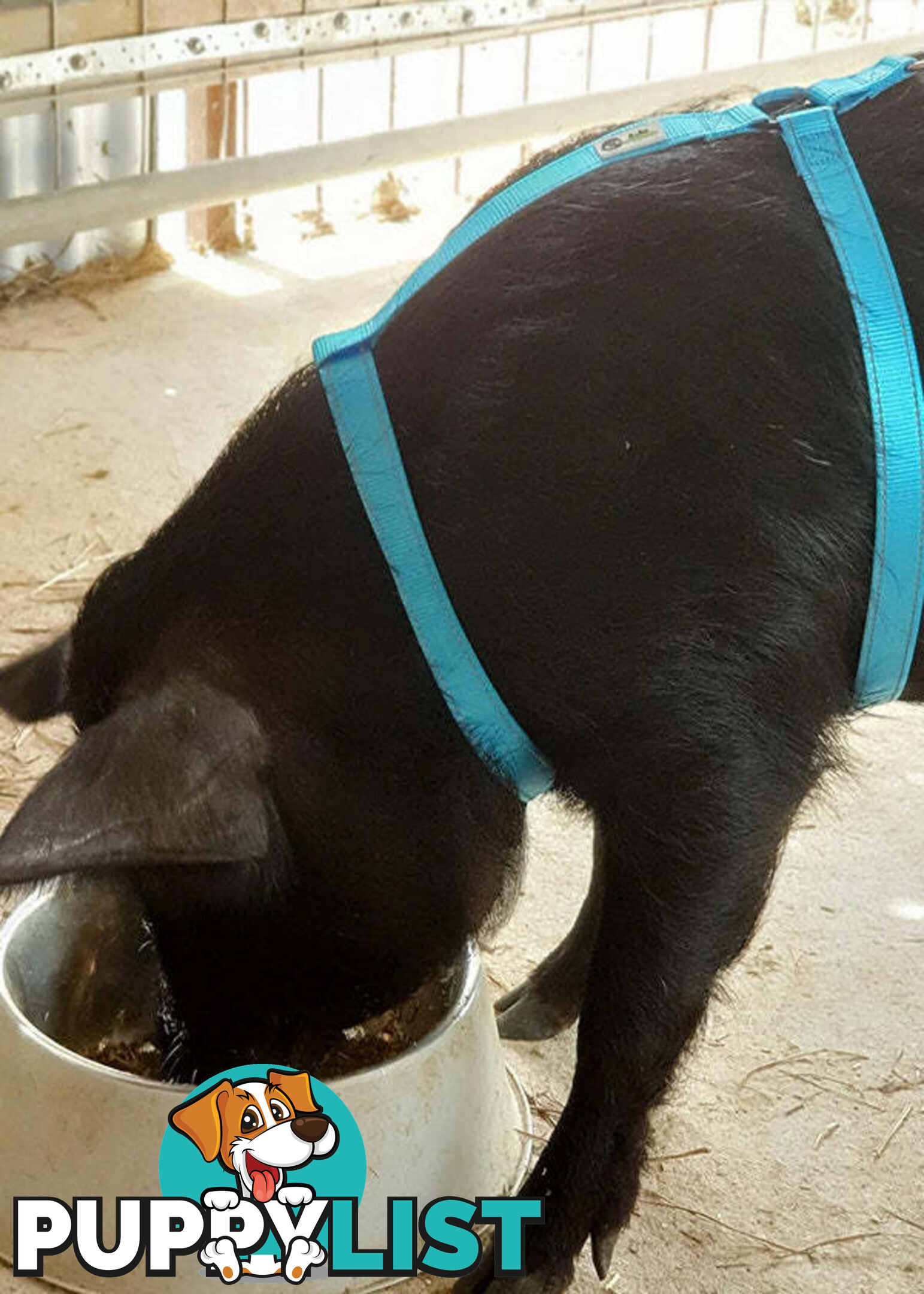 Pig Harness - Moondidley Pets - MDPHARPIGPUR