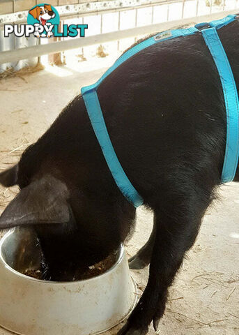 Pig Harness - Moondidley Pets - MDPHARPIGPUR