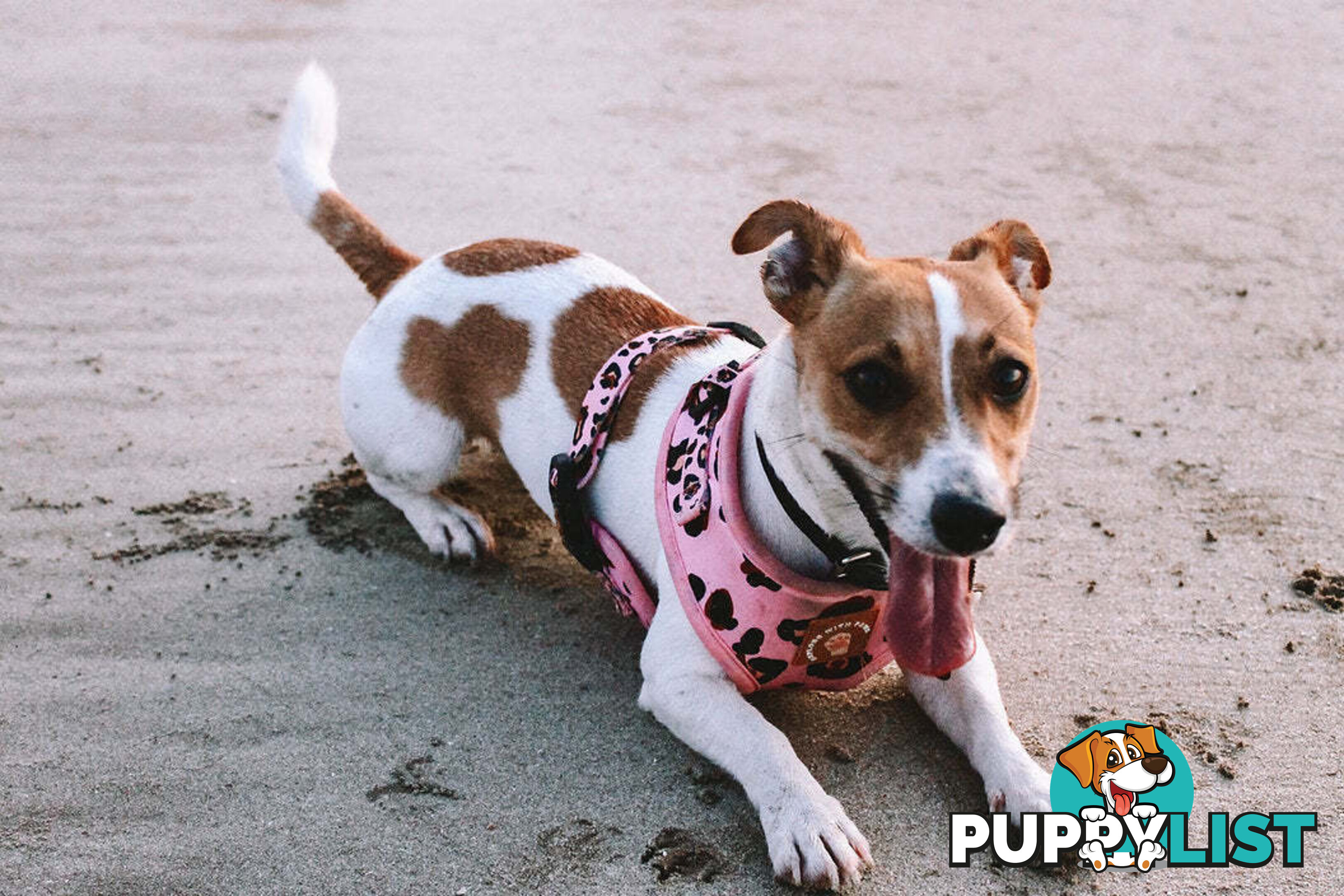 Designer Dog Harness by Explore with Paws - EWPHARTURXSN