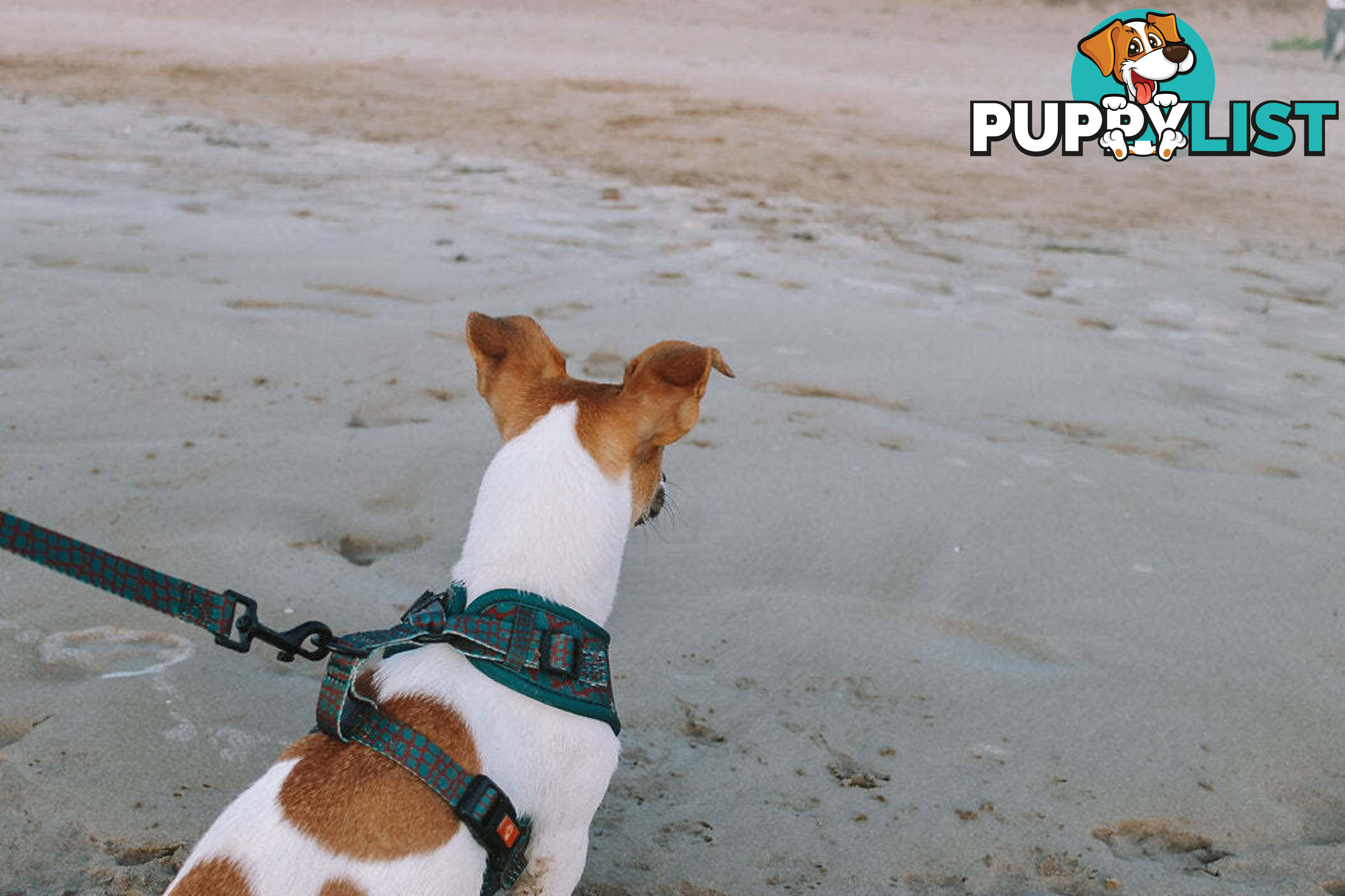Designer Dog Harness by Explore with Paws - EWPHARTURXSN