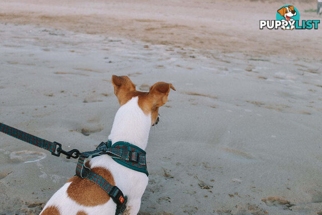 Designer Dog Harness by Explore with Paws - EWPHARTURXSN