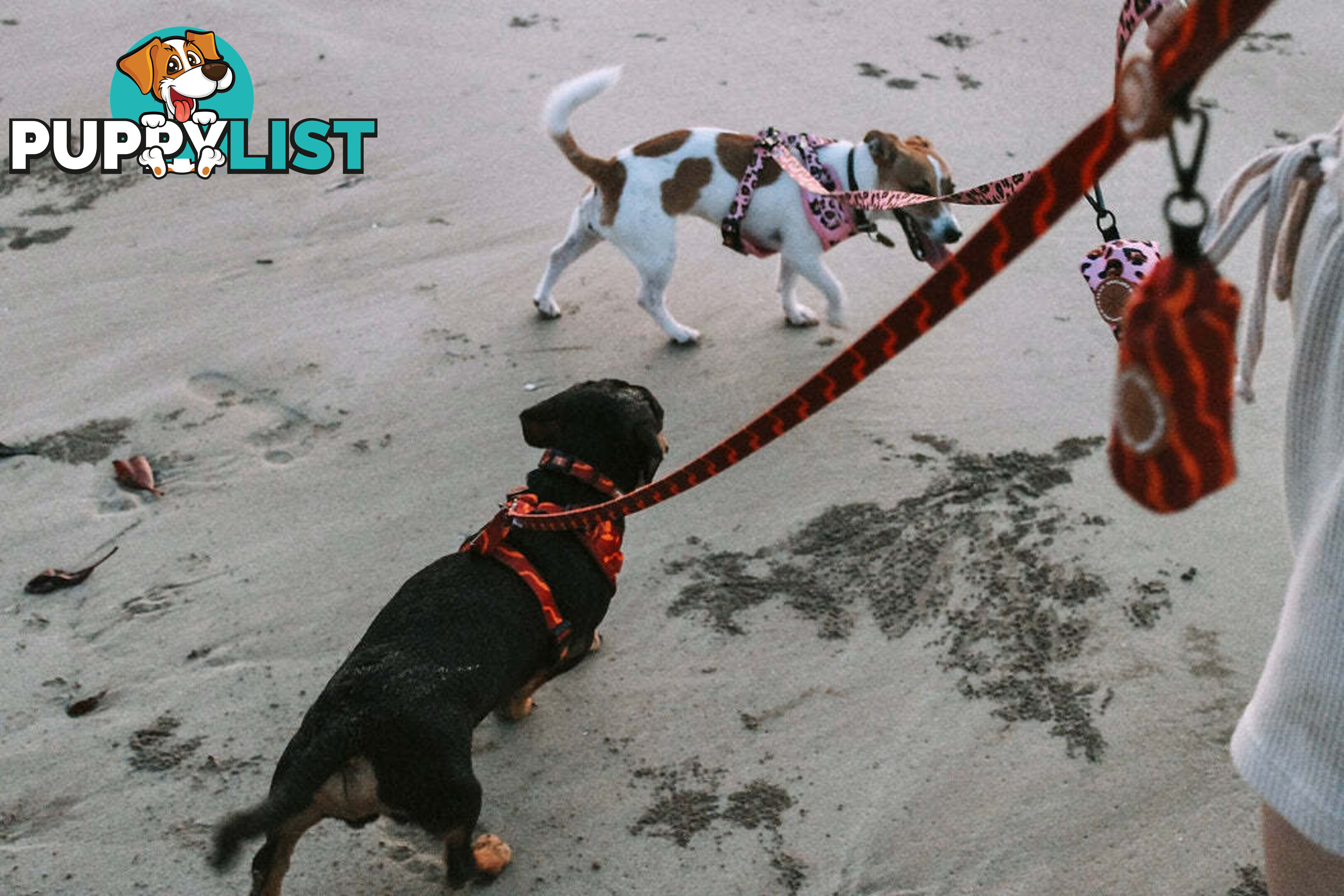 Designer Dog Harness by Explore with Paws - EWPHARTURXSN